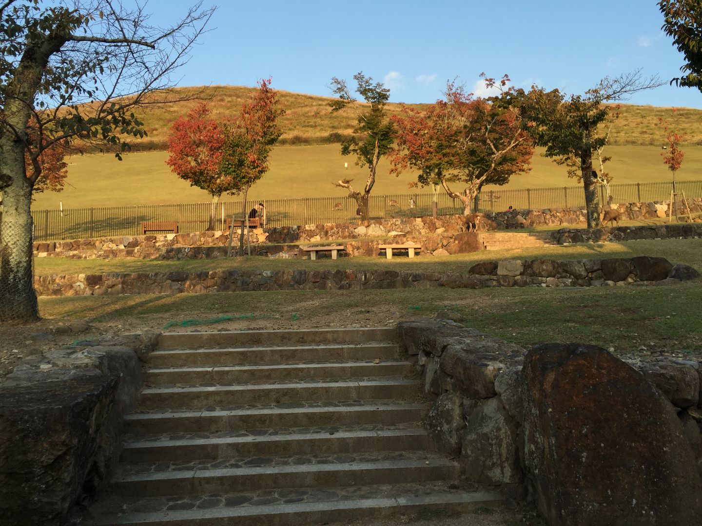 奈良若草山 遠眺古城奈良全貌 首次出國爬山成就達成 日本 關西 旅行酒吧