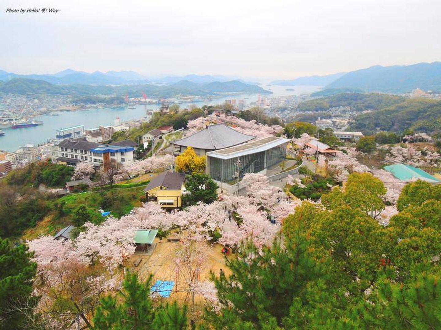 廣島尾道 從猫の細道登上千光寺公園一眺瀨戶內海仰望櫻花色的天空 日本 中國地方 旅行酒吧