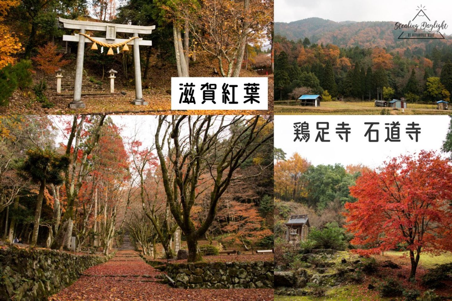 滋賀紅葉 雞足寺石道寺 茶畑和紅葉地毯交織的田野風情 日本 關西 旅行酒吧